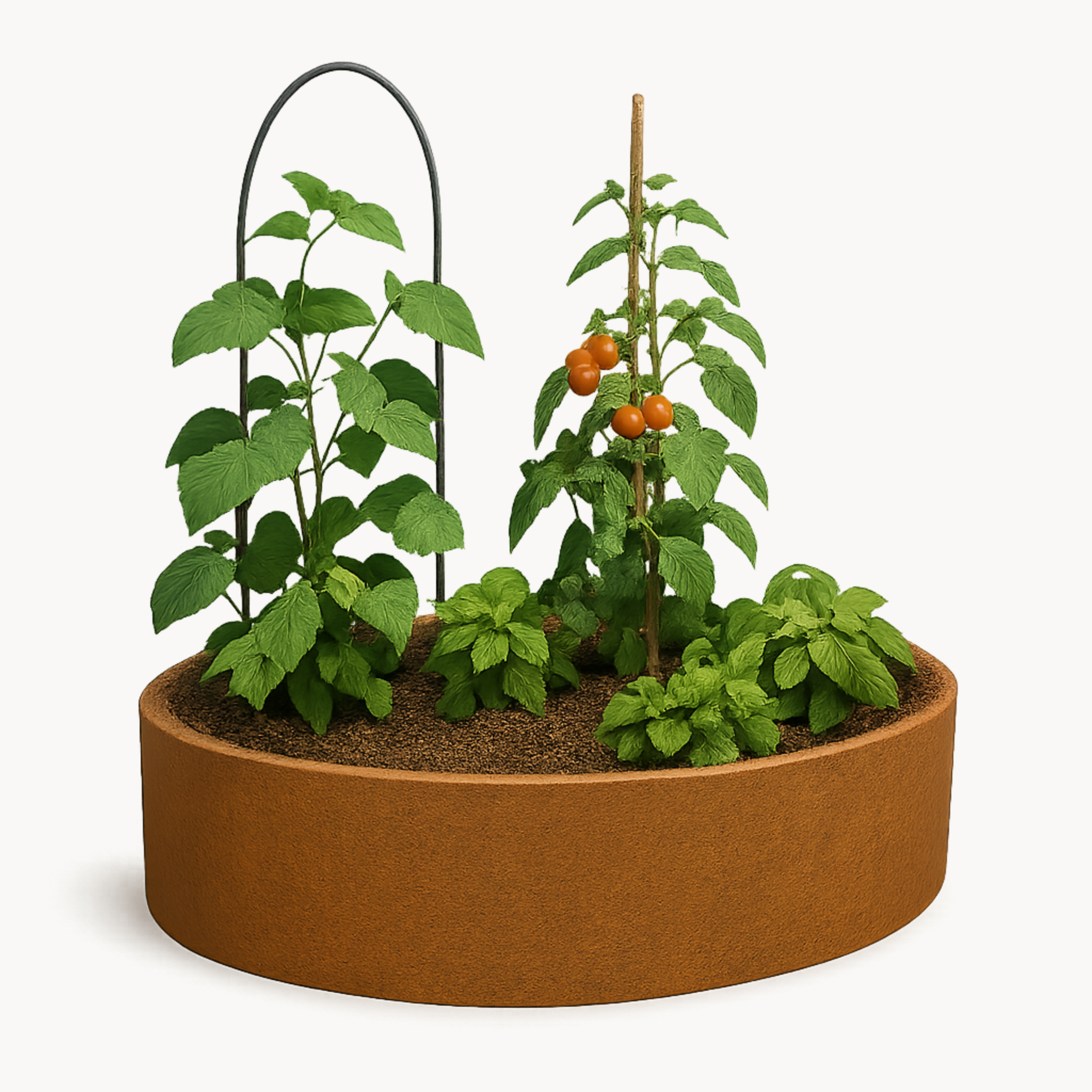 Ovales Hochbeet aus Cortenstahl als Rendering-Darstellung, bepflanzt mit Tomaten und Kräutern – Edelrost-Optik für moderne Gartengestaltung und Urban Gardening.